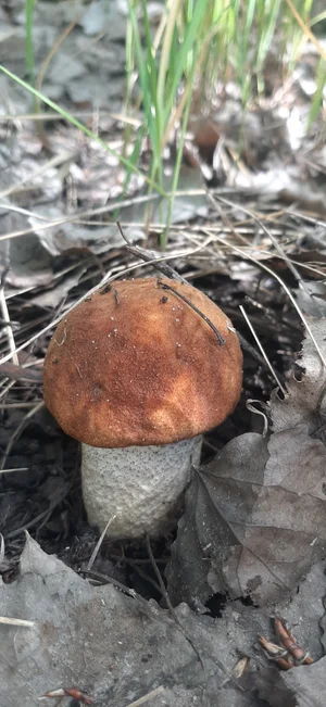 Маринованные подосиновики