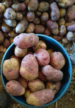 Картофель