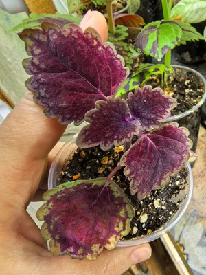 Колеусы, черенки укоренённые