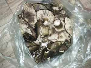 Луговые шампиньоны