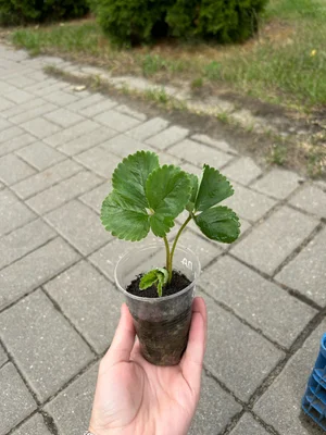 Усы клубники