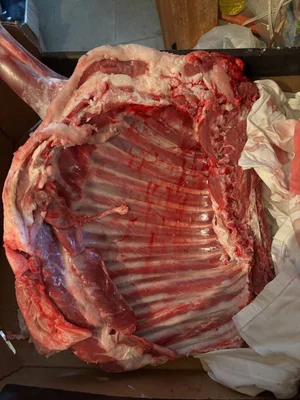 Домашний барашек