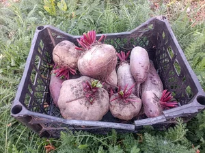Свёкла