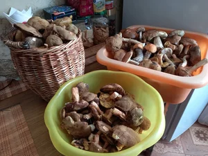 Вешенки летние