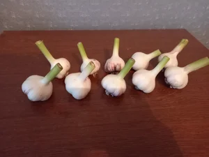 Молодой чеснок