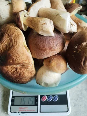 Белые грибы