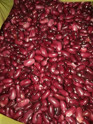 Лук