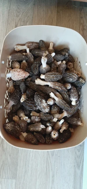 Сморчок конический