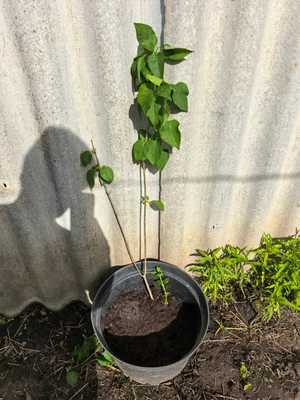 Сирень саженец