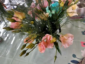 Гладиолусы