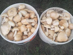 Грибы Толкачики