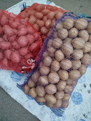 Чеснок