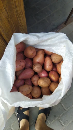 Картофель домашний
