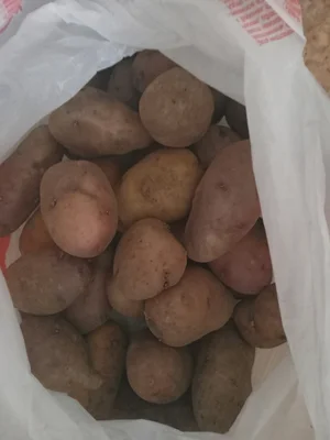 Картофель