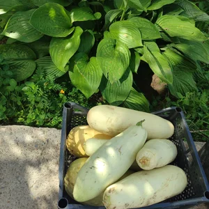 Кабачки