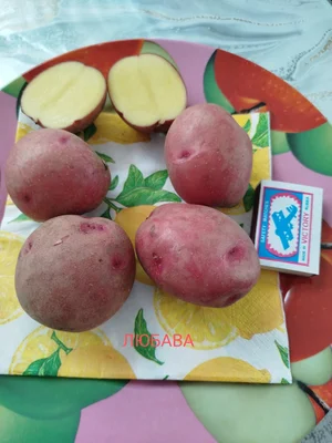 Картофель