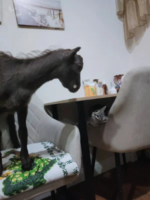 Козье молоко