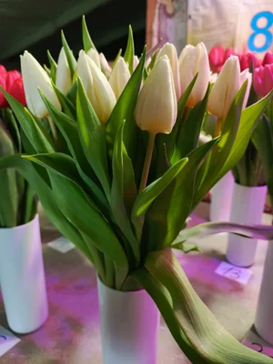 Цветок на луковице