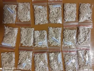 Домашние семена