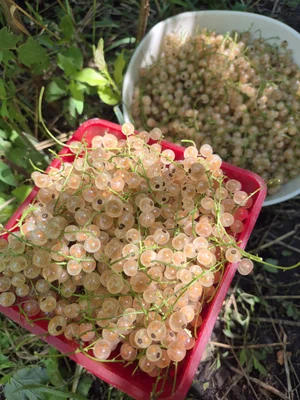 Смородина чёрная
