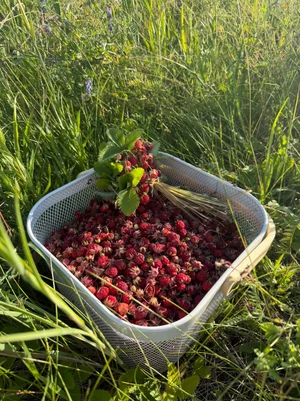 Земляника луговая