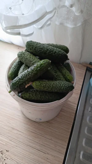 Огурцы