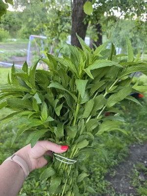 Укроп