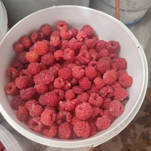 Огурцы