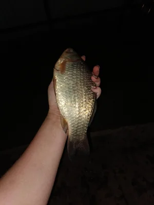 Карась