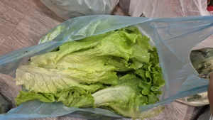 Пионы срезка