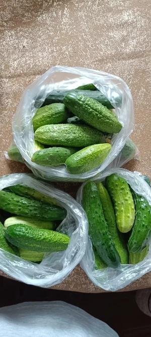 Яйца домашних кур