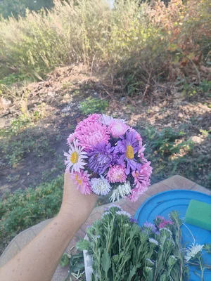 Спаржевая фасоль