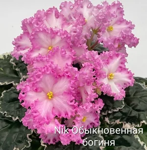 Детки фиалочек