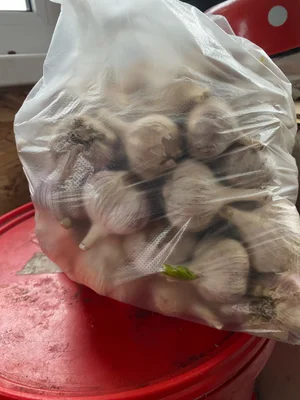 Картофель