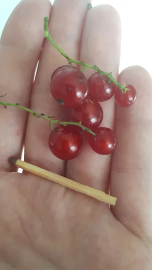 Красная смородина