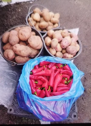 Картофель