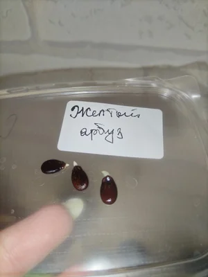 Фасоль