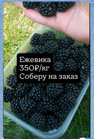 Помидоры