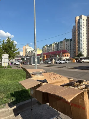 Лещ горячего копчения