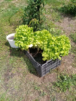 Салат
