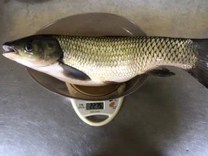 Карп с чешуей