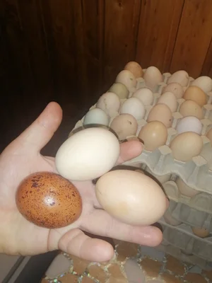 Яйцо куриное