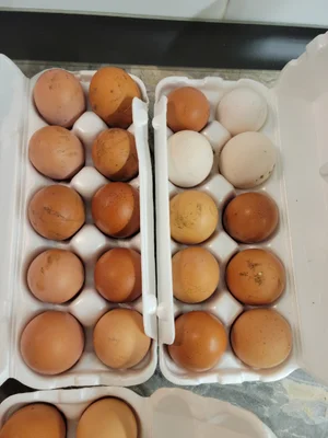 Куриные яйца
