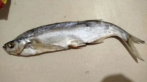 Чехонь вяленая