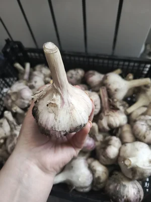Чеснок