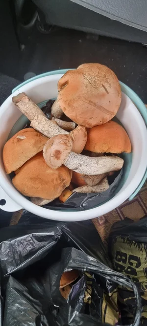 Подосиновики