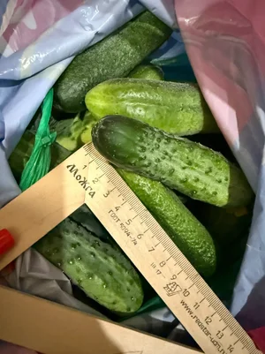 Огурчики