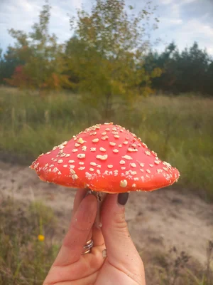 Не указано (вероятно, собранный урожай с фото)