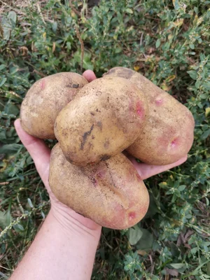 Домашний крупный картофель