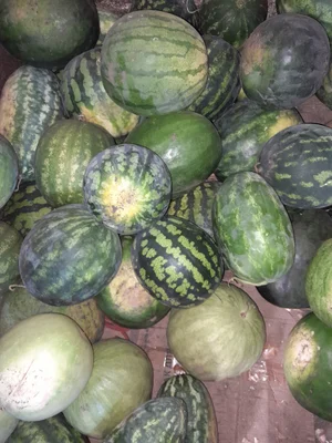 Лук